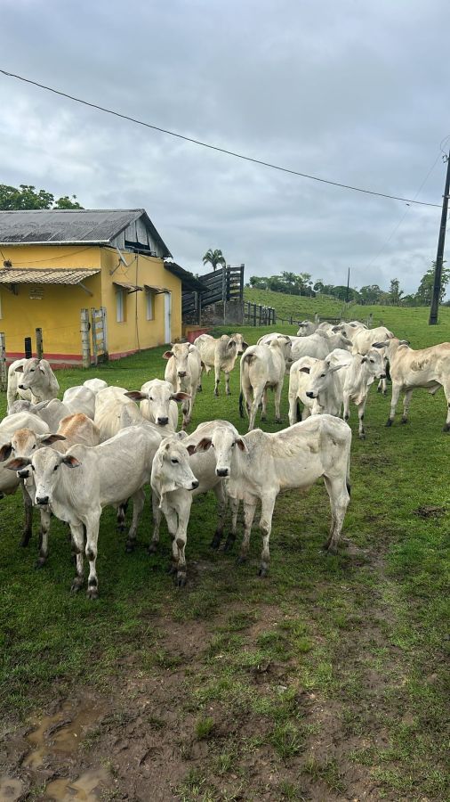 FAZENDA PRODUTIVA À VENDA — foto 4