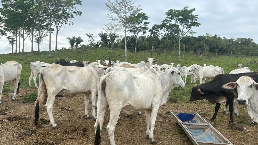 FAZENDA PRODUTIVA À VENDA — foto 5