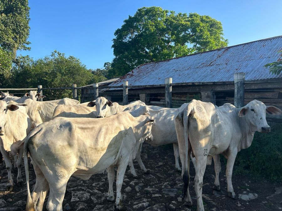 FAZENDA PRODUTIVA À VENDA — foto 6