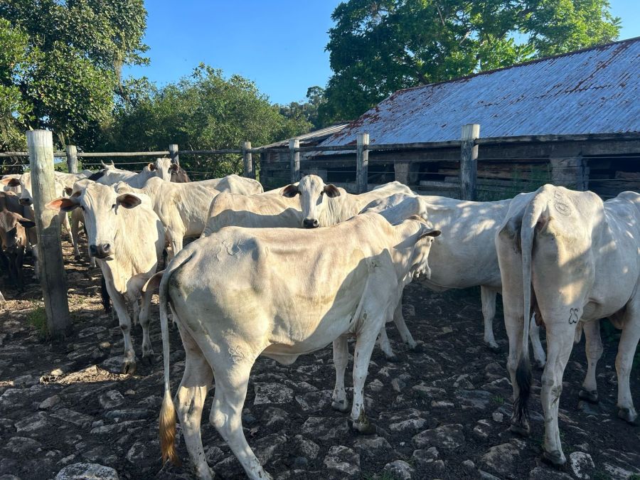 FAZENDA PRODUTIVA À VENDA — foto 7