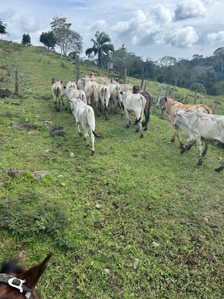 FAZENDA PRODUTIVA À VENDA — foto 8