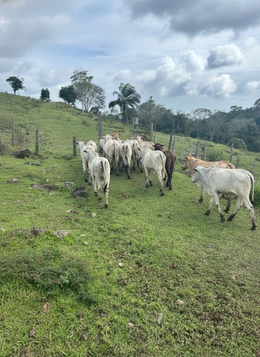 FAZENDA PRODUTIVA À VENDA — foto 12