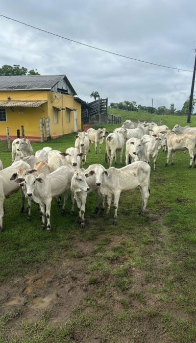 FAZENDA PRODUTIVA À VENDA — foto 14