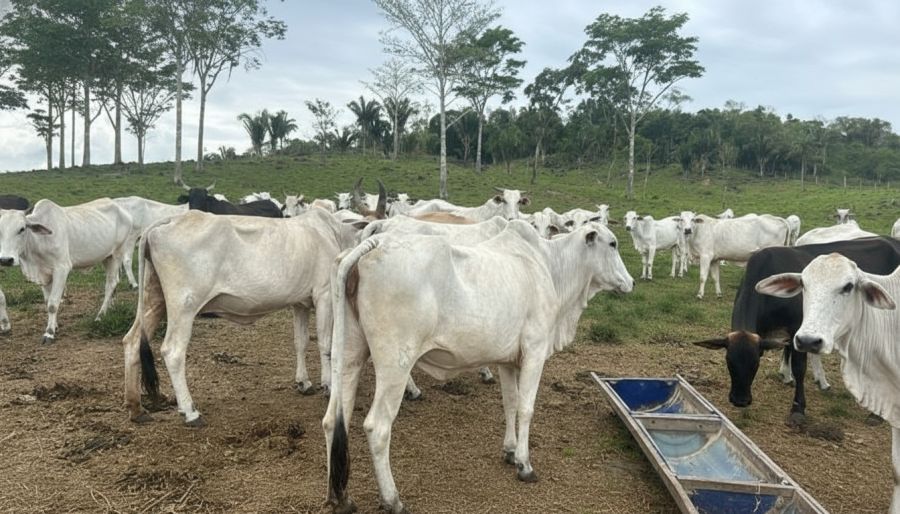 FAZENDA PRODUTIVA À VENDA — foto 15