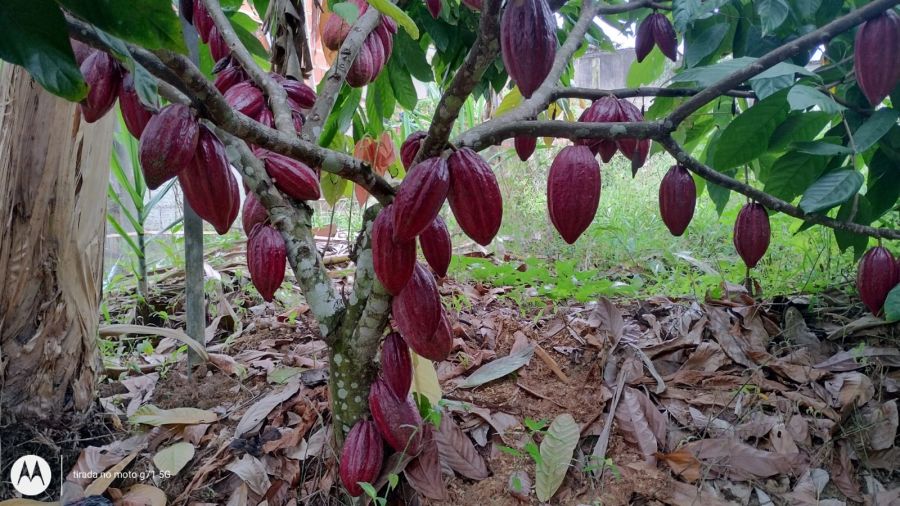 Propriedade Rural à Venda em Una/BA - 40 Hectares — foto 7