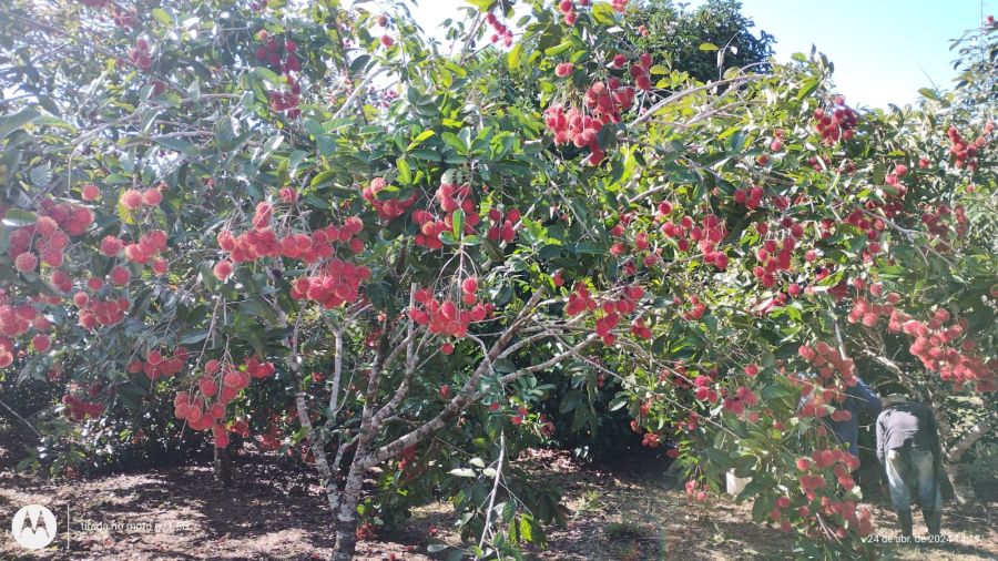 Propriedade Rural à Venda em Una/BA - 40 Hectares — foto 8