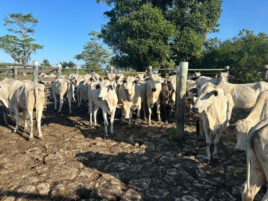 FAZENDA PRODUTIVA À VENDA em Comandatuba, Una
