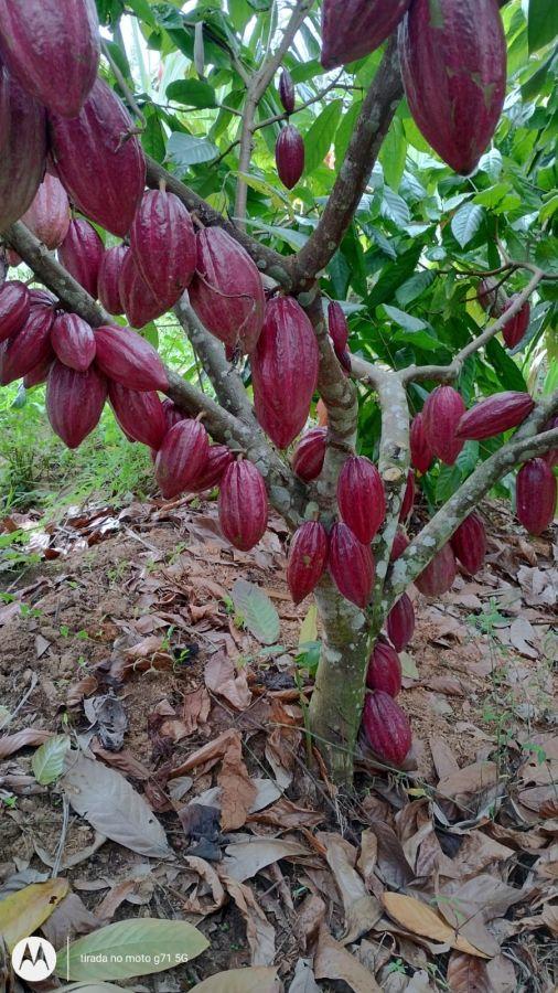 Propriedade Rural à Venda em Una/BA - 40 Hectares em Acuípe-Vila Brasil, Una